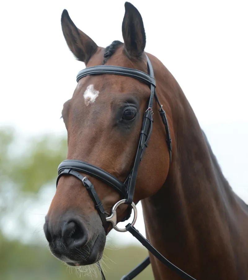 Kincade Flash Bridle II Brown
